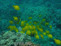 Reef fish, Big Island, Hawaii by Bill Arle 